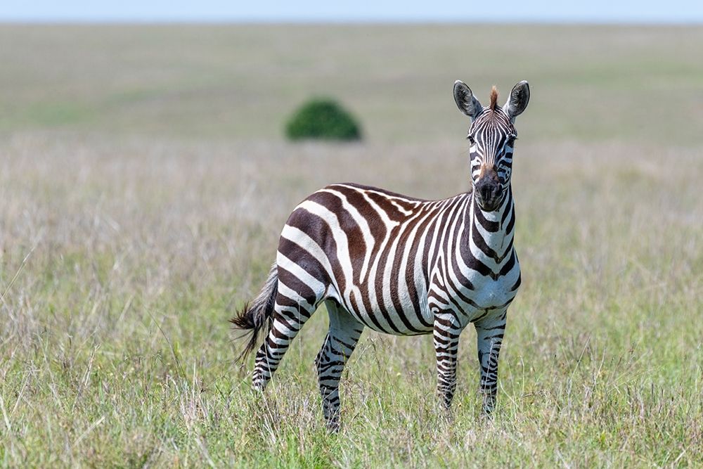 Africa-Kenya-Maasai Mara National Reserve Close-up of lone zebra